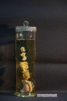 犬耳之解剖藏品圖，第2張