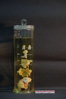 犬耳之解剖藏品圖，第3張