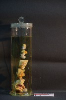 犬耳之解剖藏品圖，第4張