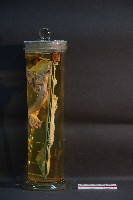 貓之前肢藏品圖，第2張