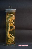 貓之前肢藏品圖，第3張