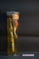 貓之前肢藏品圖，第4張