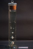 脊椎動物腦之比較藏品圖，第1張