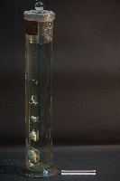 脊椎動物腦之比較藏品圖，第2張