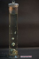 脊椎動物腦之比較藏品圖，第3張