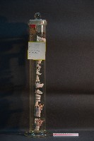 犬的咽喉藏品圖，第2張