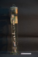 犬的咽喉藏品圖，第4張