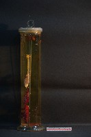 貓之呼吸器官/ 肺臟(貓) (解剖色素注射)藏品圖，第2張