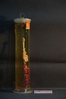 貓之呼吸器官/ 肺臟(貓) (解剖色素注射)藏品圖，第4張