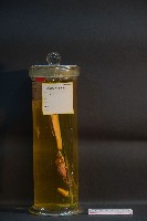 豚及貓之排泄器官藏品圖，第2張