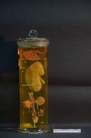 豚及貓之排泄器官藏品圖，第3張