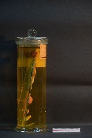 豚及貓之排泄器官藏品圖，第4張