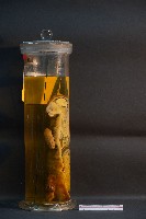 家貓的剖半藏品圖，第2張