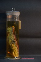 家貓的剖半藏品圖，第3張