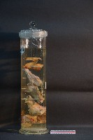 犬之頭骨切面藏品圖，第2張