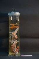 犬之頭骨切面藏品圖，第4張