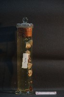 牛之眼球藏品圖，第1張