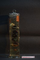 牛之眼球藏品圖，第4張
