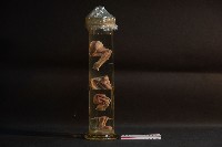 哺乳類關節構造藏品圖，第1張