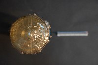 哺乳類關節構造藏品圖，第5張