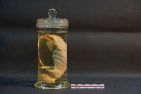 大白鼠解剖藏品圖，第1張