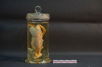 大白鼠解剖藏品圖，第2張