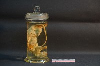 大白鼠解剖藏品圖，第3張