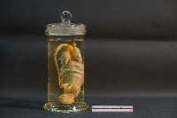 大白鼠解剖藏品圖，第4張