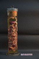 貓之消化系統解剖藏品圖，第1張