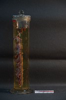 貓之消化系統解剖藏品圖，第2張