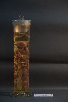 貓之消化系統解剖藏品圖，第3張