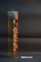 貓之消化系統解剖藏品圖，第4張