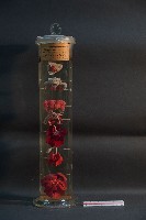 脊椎動物呼吸器官之比較藏品圖，第1張