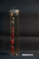 脊椎動物呼吸器官之比較藏品圖，第2張