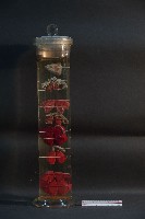 脊椎動物呼吸器官之比較藏品圖，第3張