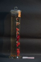 脊椎動物呼吸器官之比較藏品圖，第4張