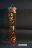 犬之心臟藏品圖，第1張