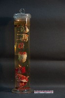 犬之心臟藏品圖，第3張