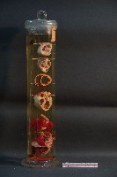 犬之心臟藏品圖，第4張
