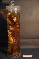 犬之內臟器官藏品圖，第2張