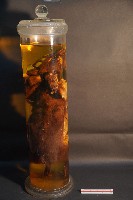 犬之內臟器官藏品圖，第3張