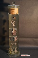 犬及貓隻內分泌器官藏品圖，第1張