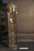 犬及貓隻內分泌器官藏品圖，第2張