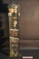 犬及貓隻內分泌器官藏品圖，第3張