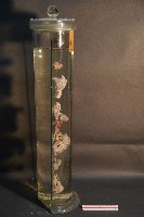 犬及貓隻內分泌器官藏品圖，第4張