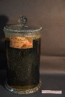 鬼鼠的解剖藏品圖，第1張