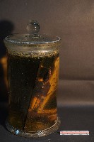 鬼鼠的解剖藏品圖，第2張