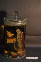 鬼鼠的解剖藏品圖，第3張