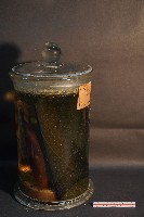 鬼鼠的解剖藏品圖，第4張