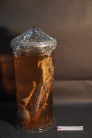 哺乳類的解剖+海星+螳螂蝦+海膽藏品圖，第2張